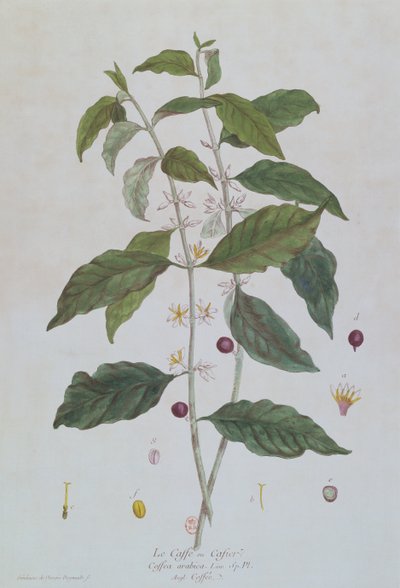 Coffea Arabica (Koffie) botanische plaat uit 